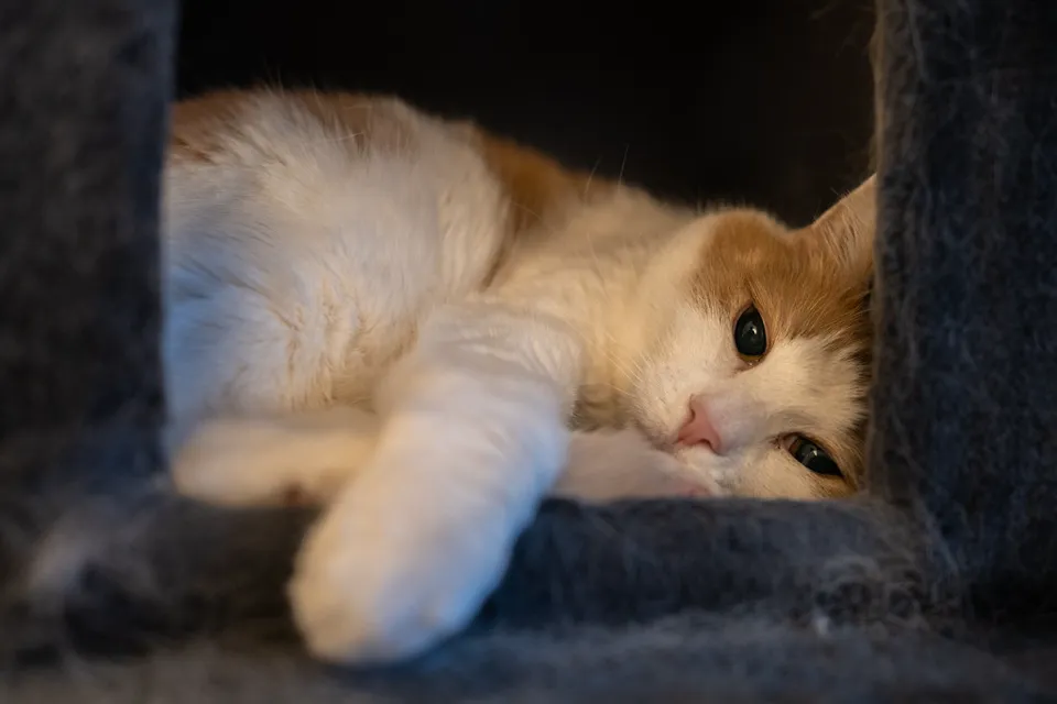 아이가 찍은 고양이 사진